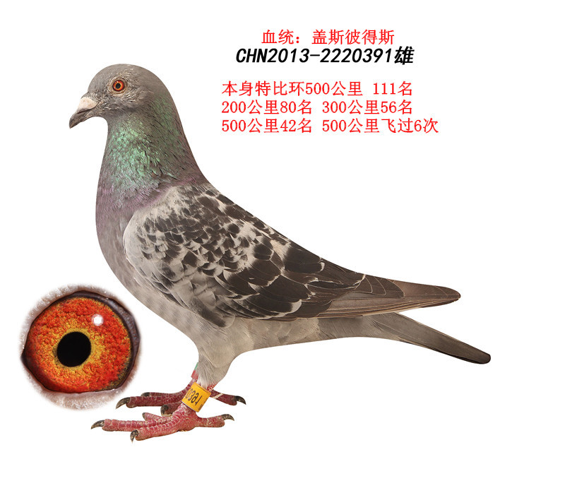 空运:按次数计算,得标1羽及多羽,每次均按300元支付,鸽友必须自行到