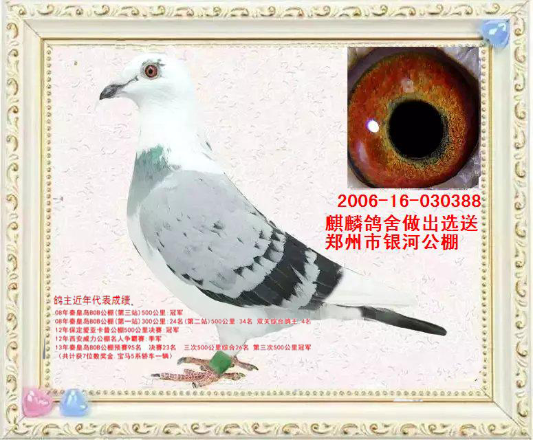 空运:按次数计算,得标1羽及多羽,每次均按300元支付,鸽友必须自行到