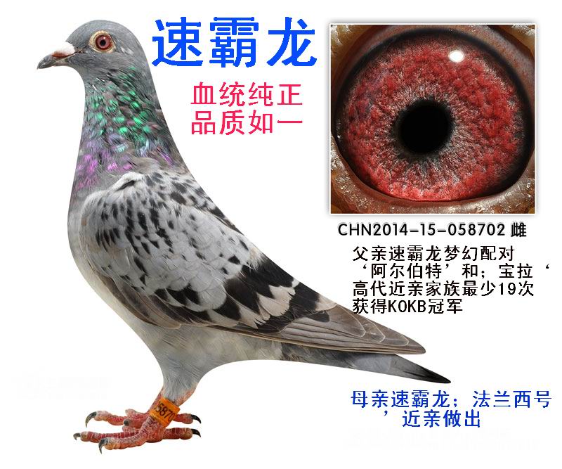 速霸龙 保证金级 拍卖