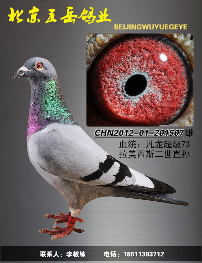 凡龙73 保证金级 拍卖