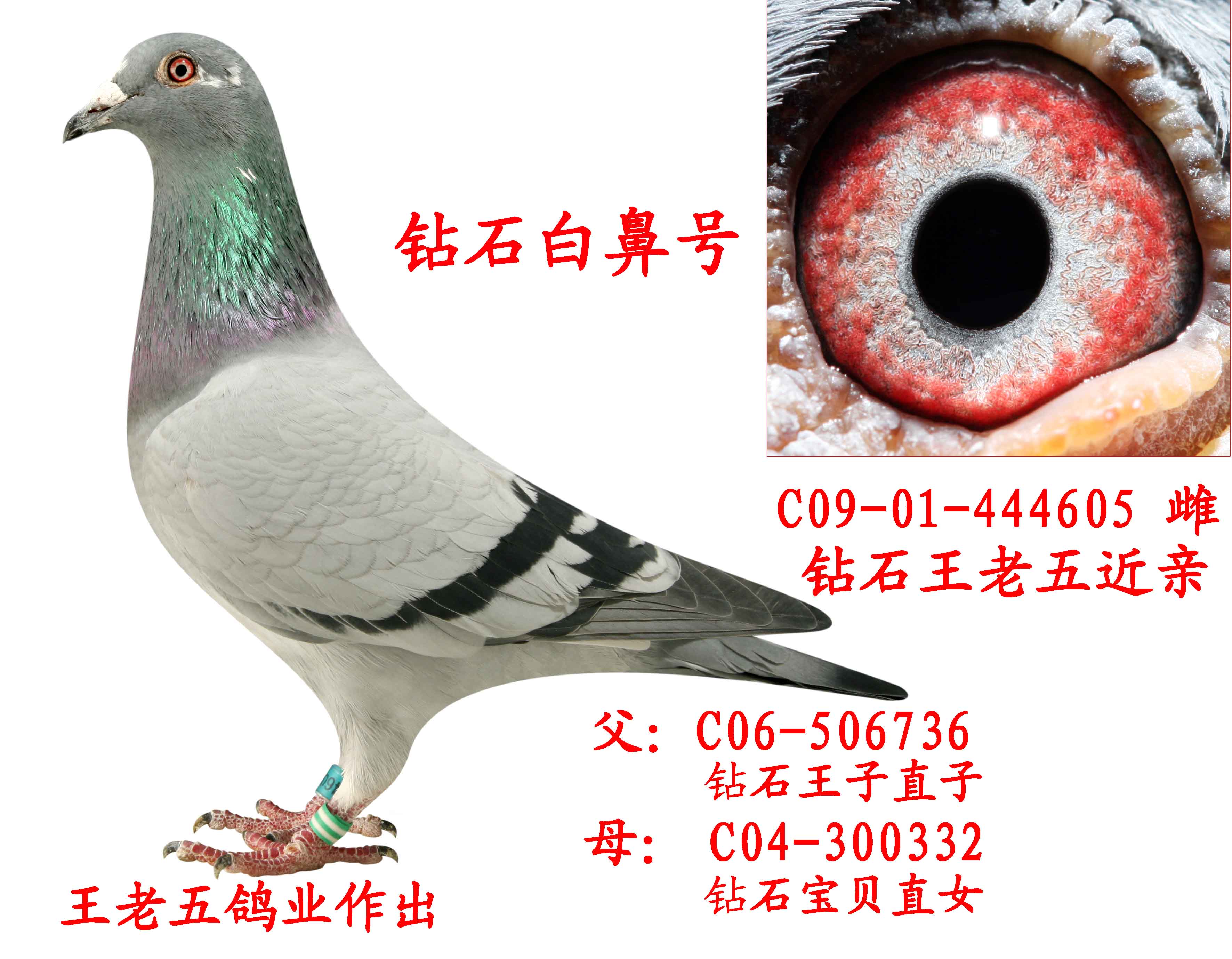 鸽图片2012公棚冠军鸽图片图片