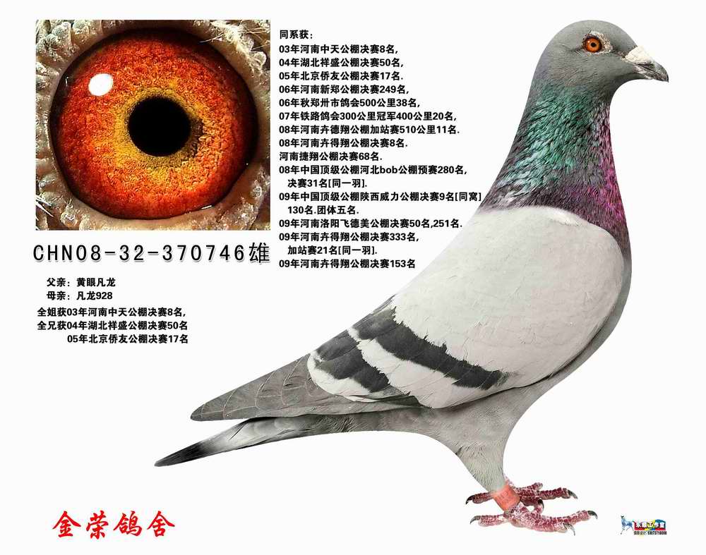 河南金荣鸽舍 - 中信网铭鸽展厅 www.ag188.com