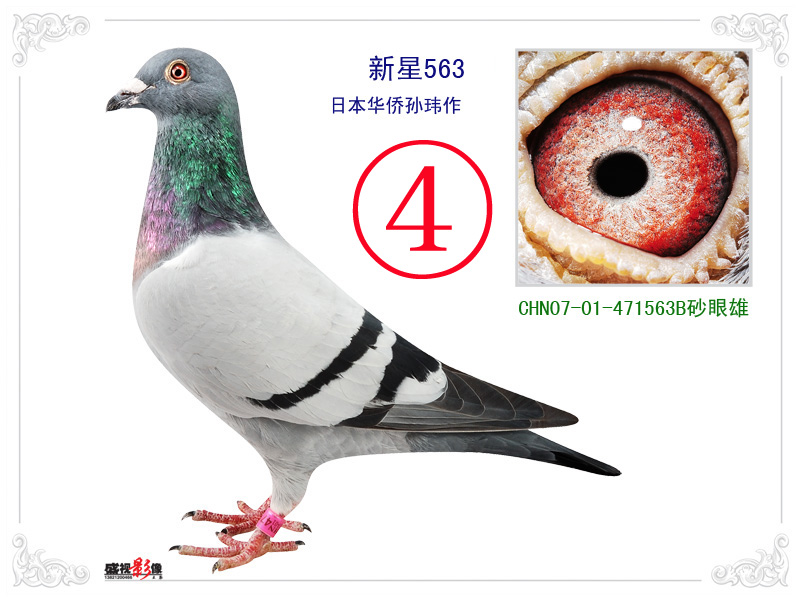 chn07-01-471563 雄灰砂眼 保证金级 拍卖