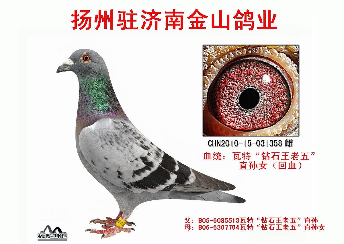 瓦特"钻石王老五"直孙女(回血) 保证金级 拍卖