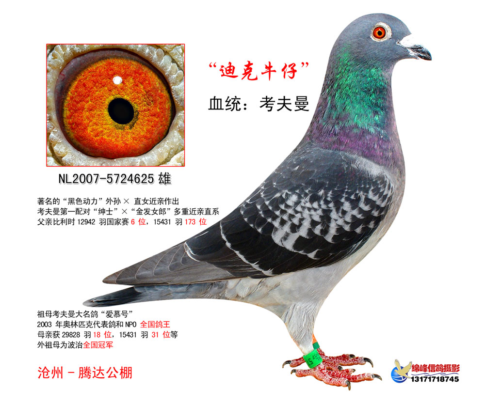 种鸽 保证金级 拍卖
