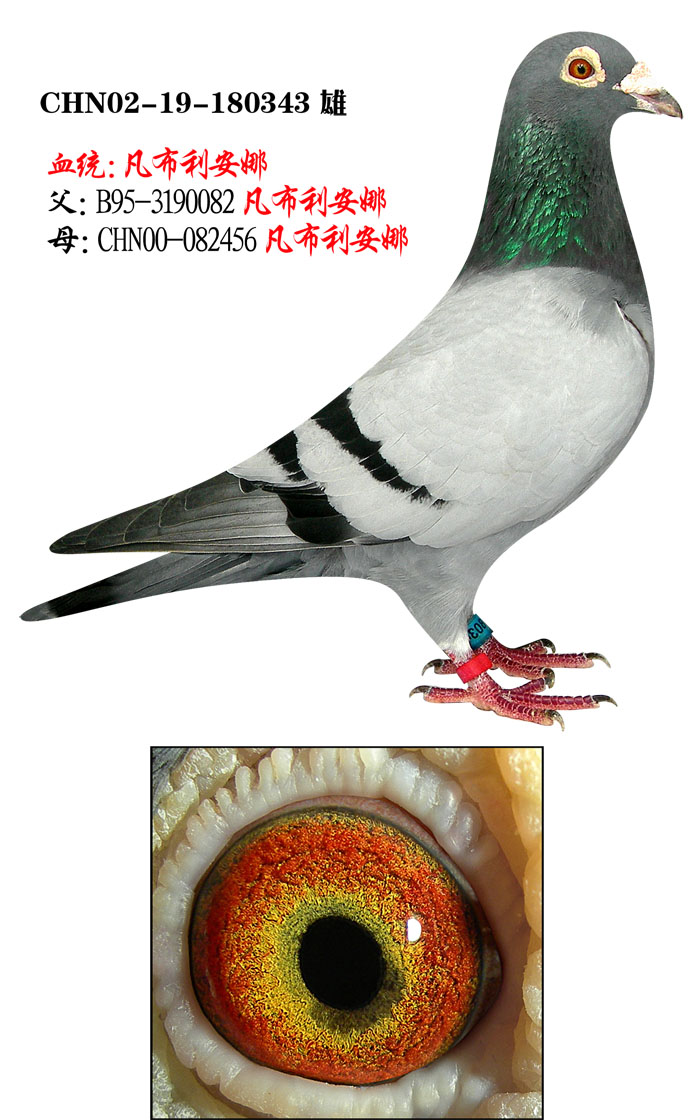 凡布利安娜343 保证金级 拍卖