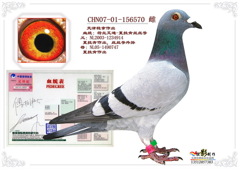 稳拿作出07-156570 保证金级 拍卖