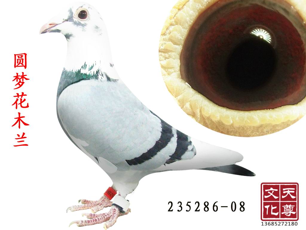 圆梦花木兰 雌 235286-08 保证金级 拍卖