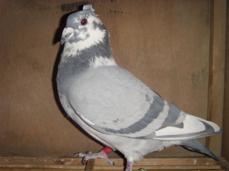 信鸽在线拍卖平台+-+中国信鸽信息网