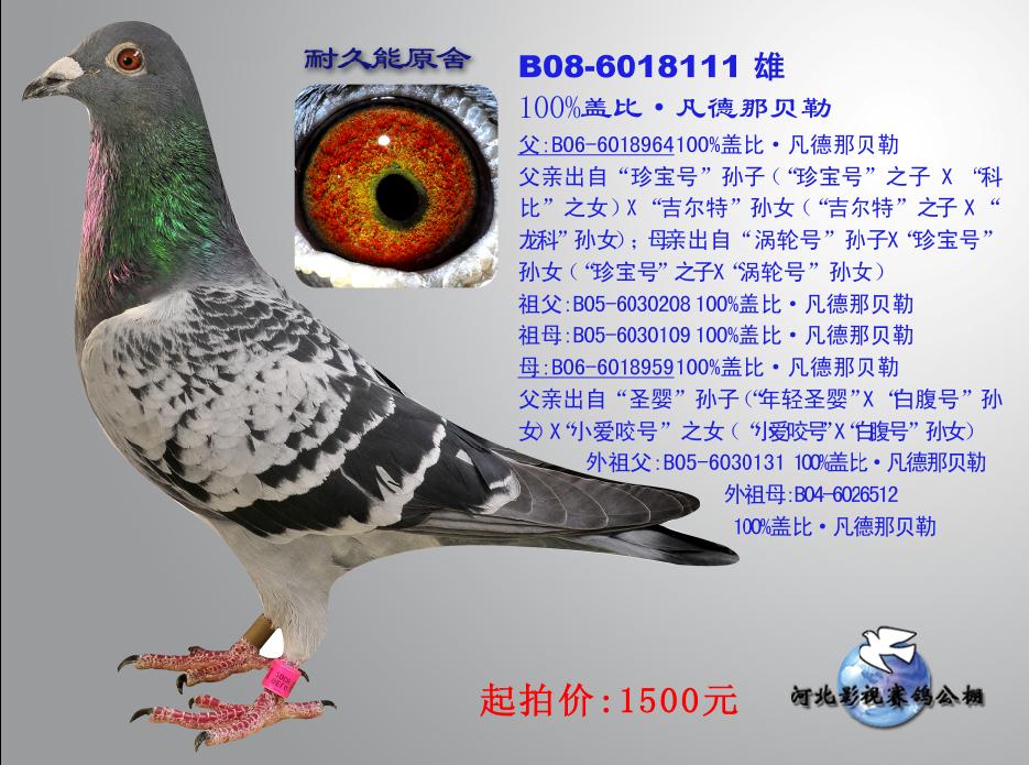 H6817.JPG