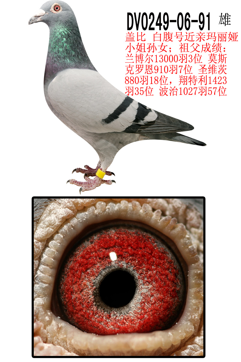 盖比 白腹号近亲 保证金级 拍卖