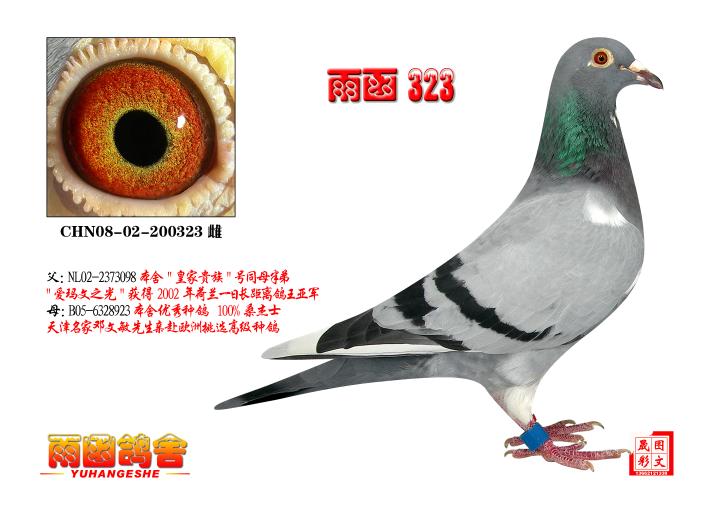 100%桑杰士 天津名家邓文敏先生亲赴欧洲挑选