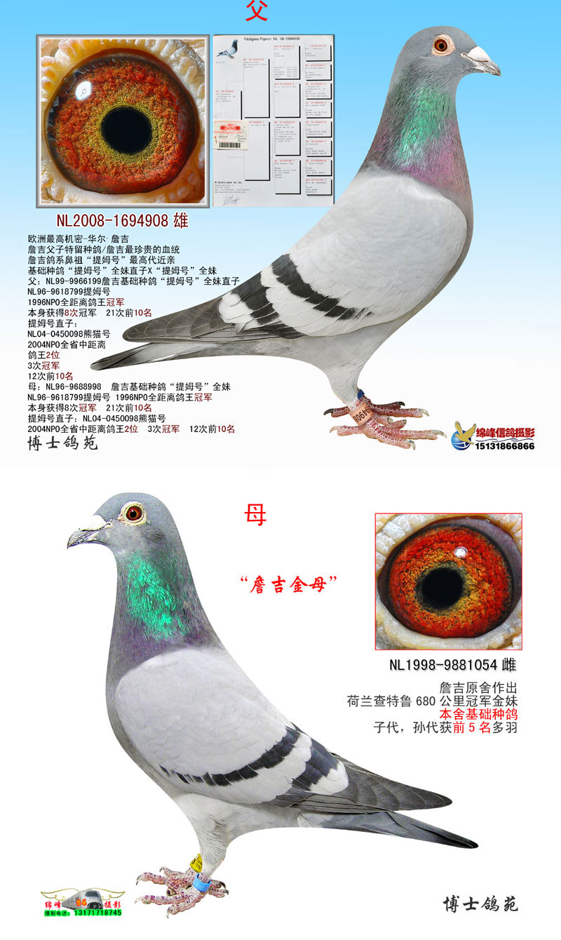 信鸽在线拍卖平台 - 中国信鸽信息网