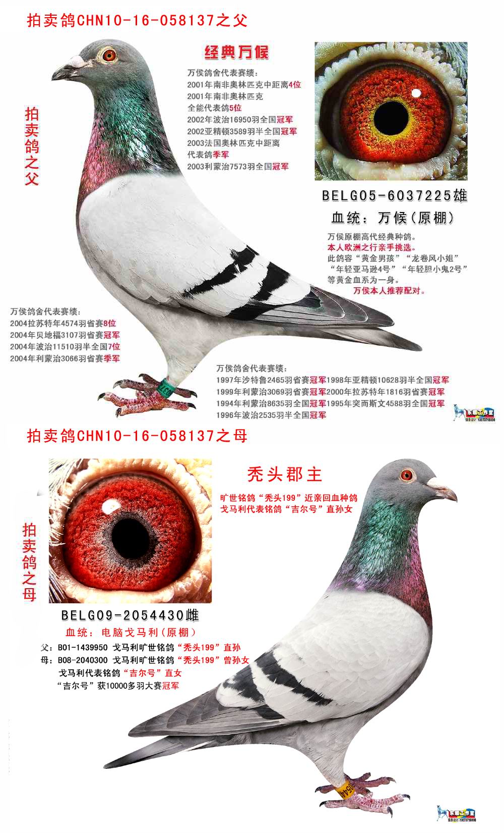 CHN10-16-058137 血统:万侯戈马利 父:B05-6037225 万侯原棚(经典万侯) 母:BELG09-2054430 戈马利原棚 (秃头郡主) 世纪铭鸽秃头199近亲回血种鸽 戈马利代表铭鸽吉尔号直孙女 吉尔号获10000多羽大赛冠军 父亲直系获: BOB公棚500公里决赛53名 BOB公棚加站500公里98名213名 母系世纪铭鸽秃头199近亲 回血种鸽,此血统国内公棚获奖无数 该鸽特点: 后腰圆滑,骨架硬朗, 结构紧凑,手感非常舒服。 它是一羽不可多得的高级种鸽 两大顶