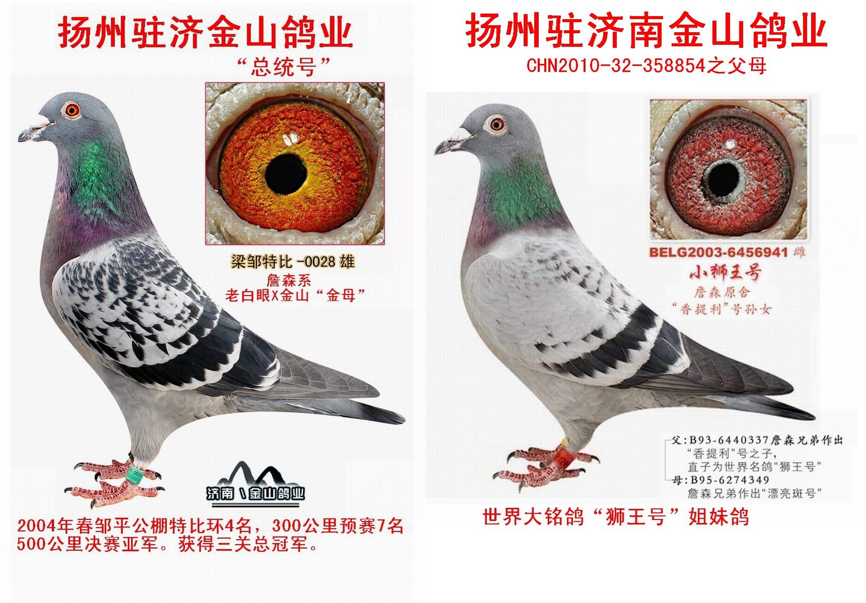 山东金山鸽业