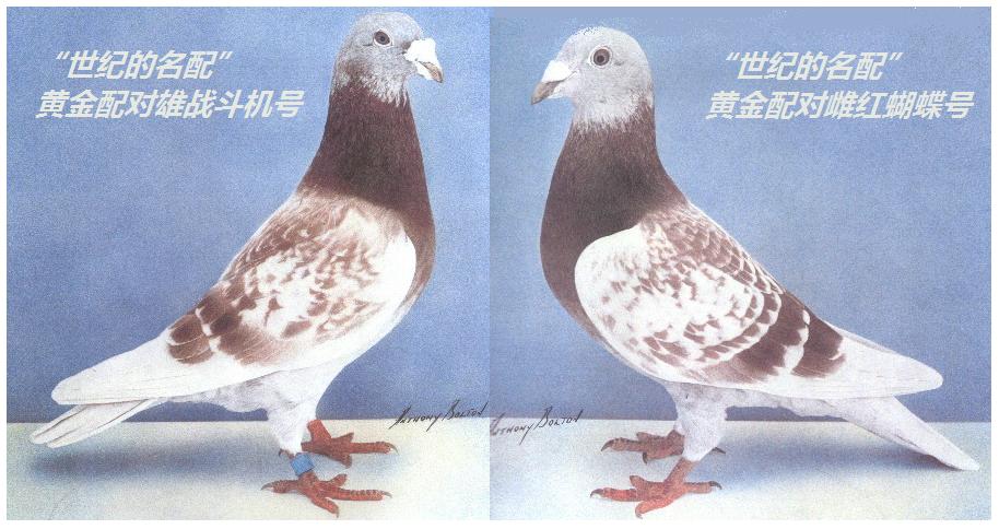 1/世纪的名配"红蝴蝶×战斗机"的曾孙 保证金级 拍卖