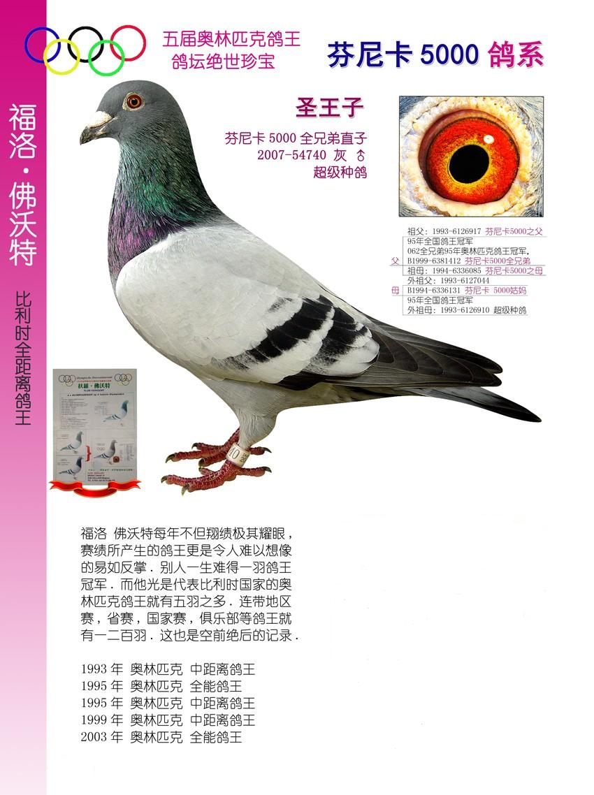 芬尼卡 5000 优秀种鸽 特别推荐 保证金级 拍卖