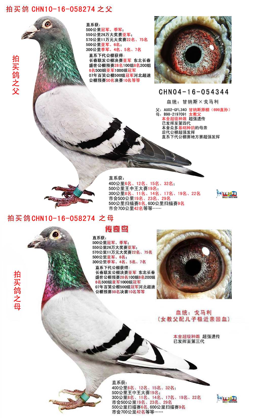 CHN10-16-058274 雌 血统:戈马利(回血) 女教父儿子配女儿近亲作出 父:CHN04-16-054344(女教父儿子) 母:CHN05-16-000327(女教父女儿) 本舍顶级种雌 传奇鸟 直系获: 500公里冠军、季军; 550公里26万大奖赛亚军; 570公里11万元大奖赛22名、75名 500公里亚军、6名; 300公里季军、4名、5名、7名 直系公棚获得: 长春联发公棚决赛亚军 东北长春 盛世公棚预赛28名100组8名200组 6名500组亚军1000组冠军 07年百笑公棚500组