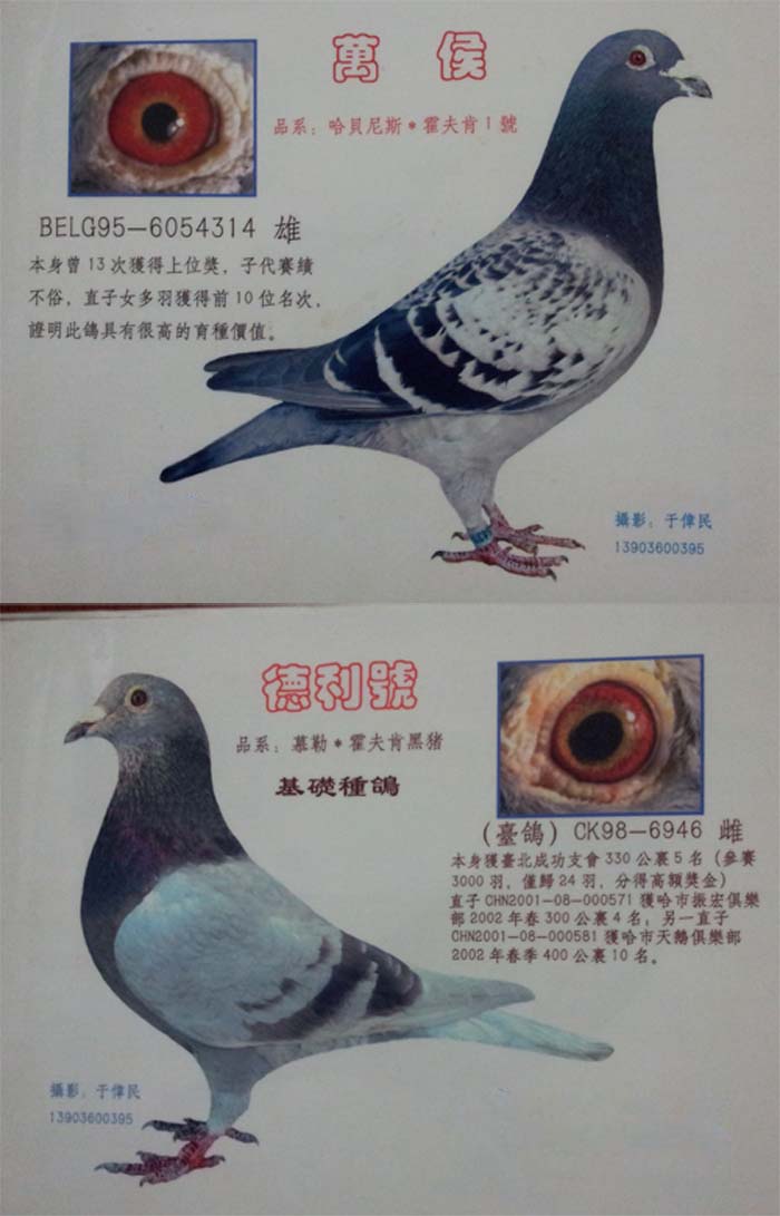 信鸽在线拍卖平台 - 中国信鸽信息网