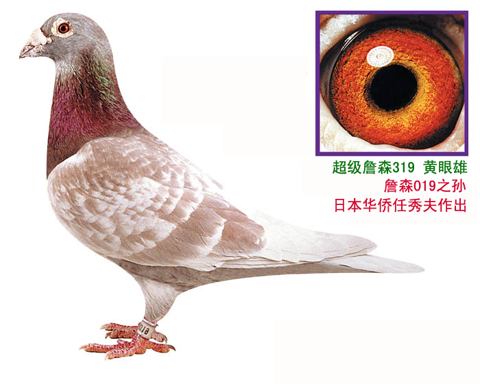 现役种鸽/019詹森043雄 保证金级 拍卖