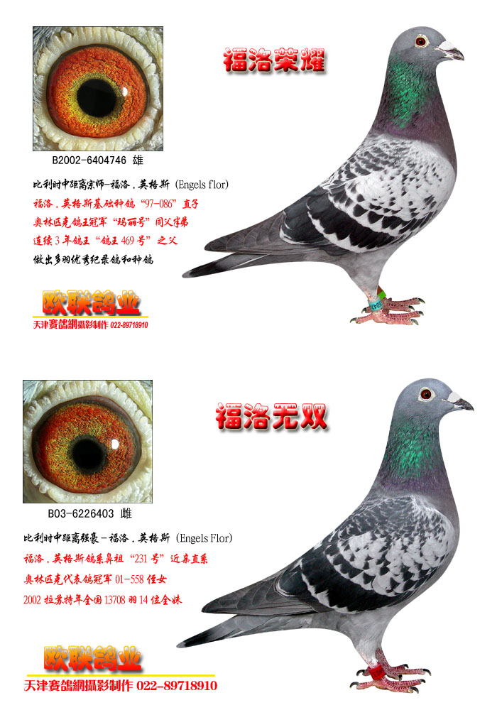 信鸽在线拍卖平台 - 中国信鸽信息网