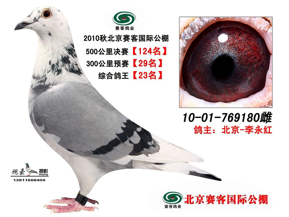 信鸽在线拍卖平台