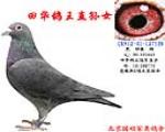 信鸽在线拍卖平台 - 中国信鸽信息网