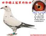 信鸽在线拍卖平台 - 中国信鸽信息网