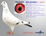 宋妮娅原舍B09-4042985“花太岁”