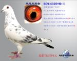 宋妮娅原舍B09-4043110