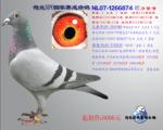 荷兰NPO国家赛成绩鸽“力量号”