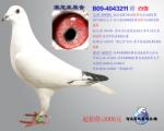 宋妮娅原舍B09-4043211“白雪女王”