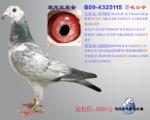 宋妮娅原舍B09-4325115“花公子”