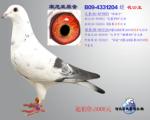 宋妮娅原舍B09-4331204“花公主”
