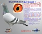 荷兰NPO国家赛成绩鸽“809号”