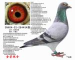石板冠军