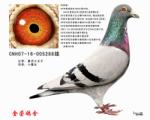 高代种鸽
