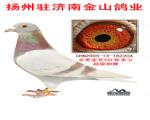 全美亚军X红轮米卫