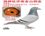 鲁西南公棚百日龄幼鸽赛6名