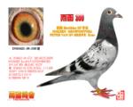 �꺯300