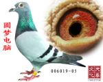 Բ�ε���  �� 006019-05