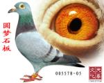 Բ��ʯ��  ��   005578-05