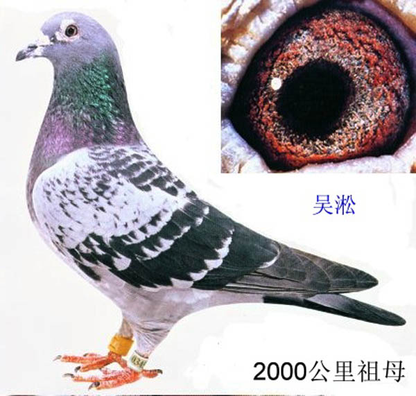 �������Ѫ��Ʒ-552