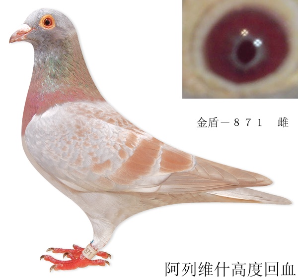 阿列维什-871