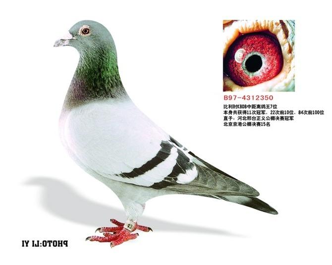 大的乐园应该吃?丹东恐龙鸽子图片