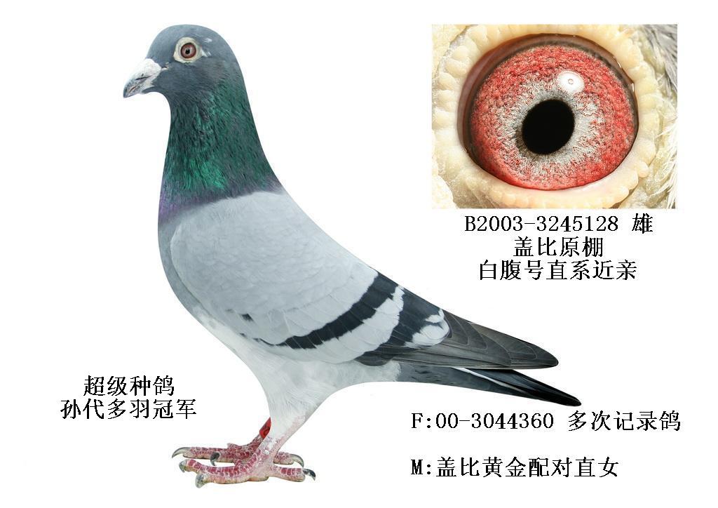 盖比_香港施健杰_ag188.com爱鸽商城_中国信鸽信息网