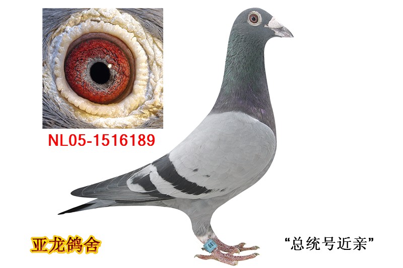 N.P.O 冠军鸽:总统号近亲_亚龙鸽业_ ag188