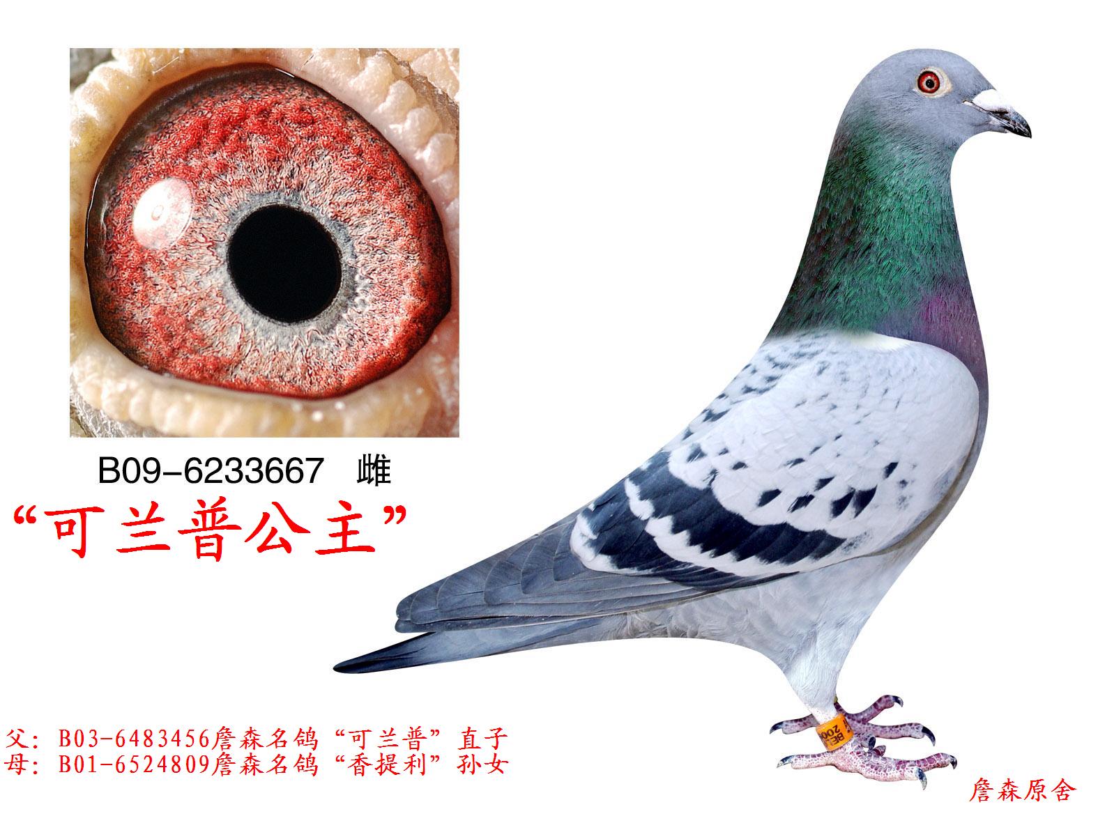 克兰普公主