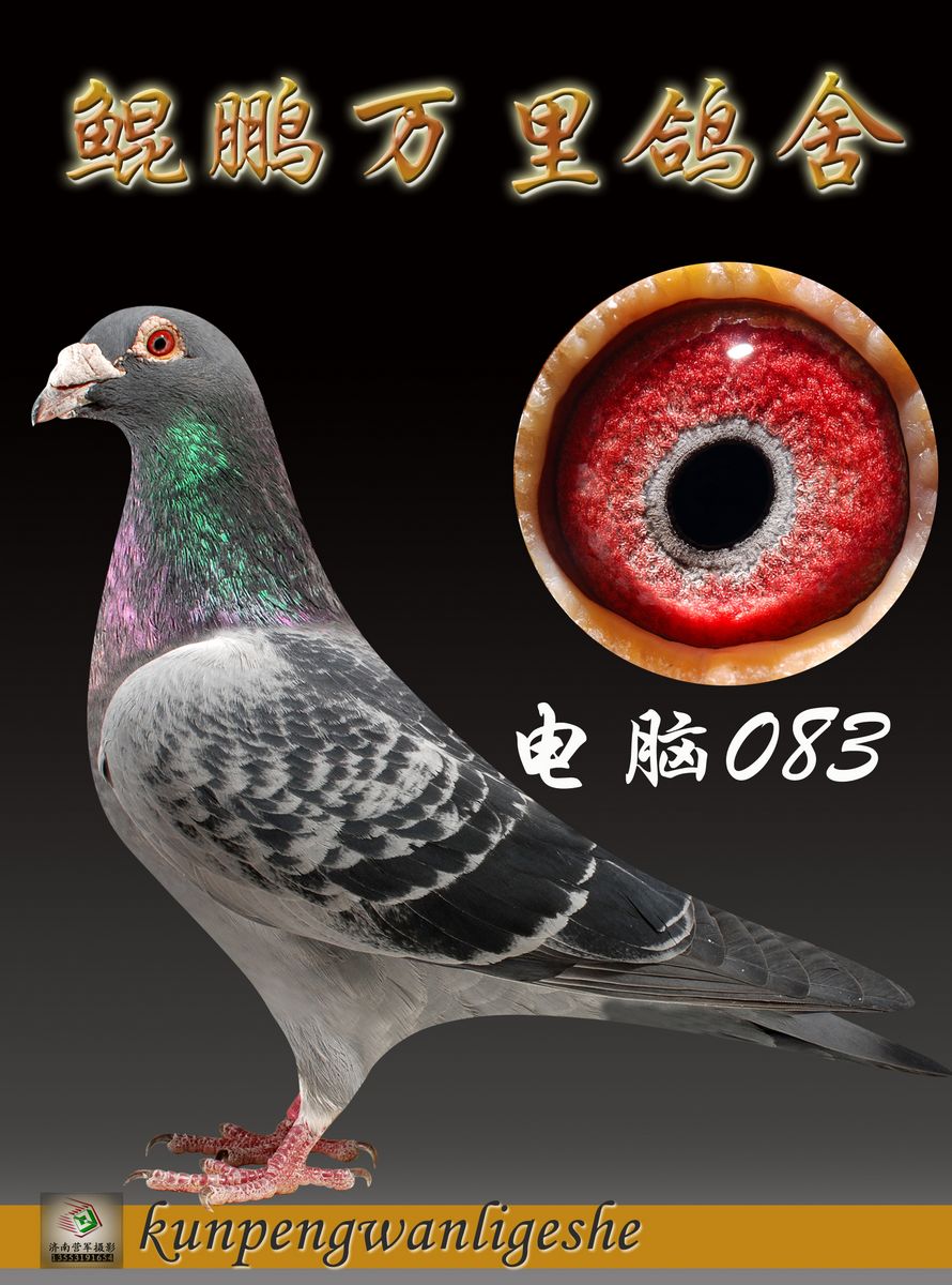 电脑083_鲲鹏万里鸽舍-中信网爱鸽商城
