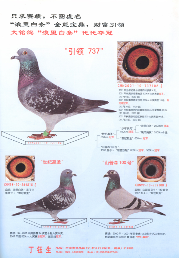 信鸽特征